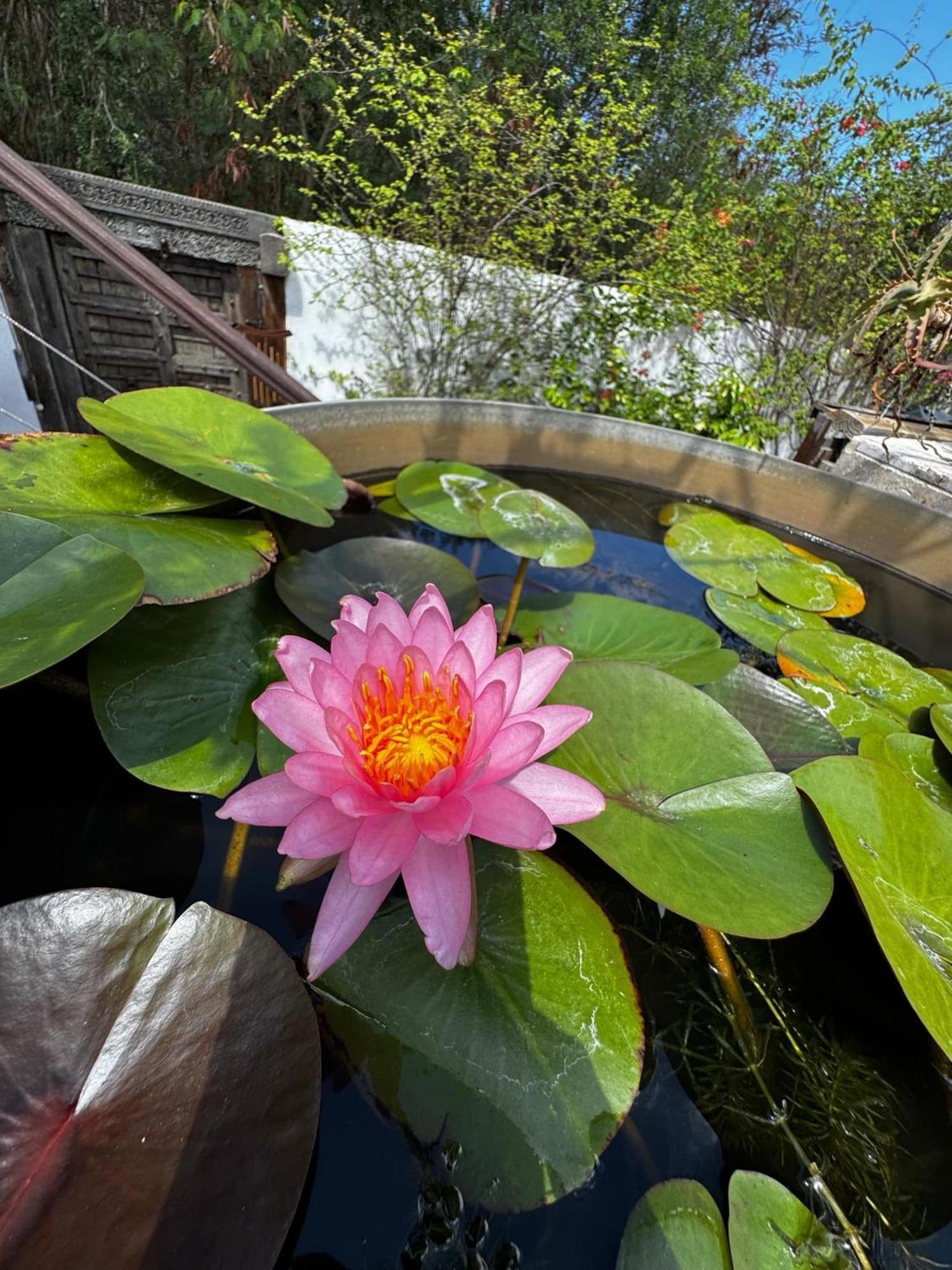 Villa Lotus Garden - Île de la Réunion à Ravine des Cabris Extérieur photo